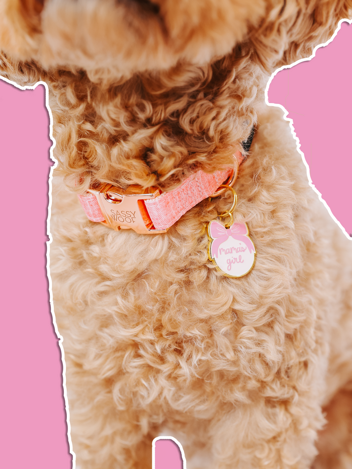 A curly-haired dog wears a pink collar with Sassy Woof’s gold "Mama's Girl" Collar Tag. The pup is outlined in white against a solid pink background, highlighting the adorable charm.