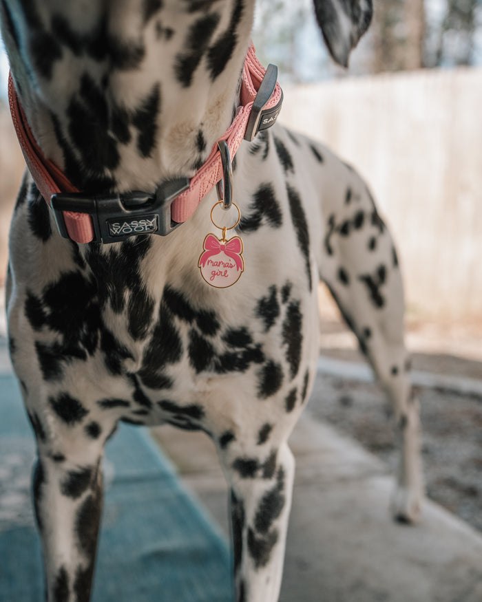 A Dalmatian wearing the Sassy Woof Collar Tag - Mama's Girl (Gold) stands outdoors on a patio, with a wooden fence and trees in the background.