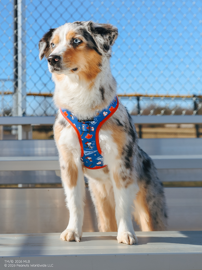 An Australian Shepherd with blue eyes sits alertly on metal bleachers wearing a Sassy Woof Dog Adjustable Harness – MLB™ x Peanuts™ Toronto Blue Jays™, with a chain-link fence and blue sky in the background.