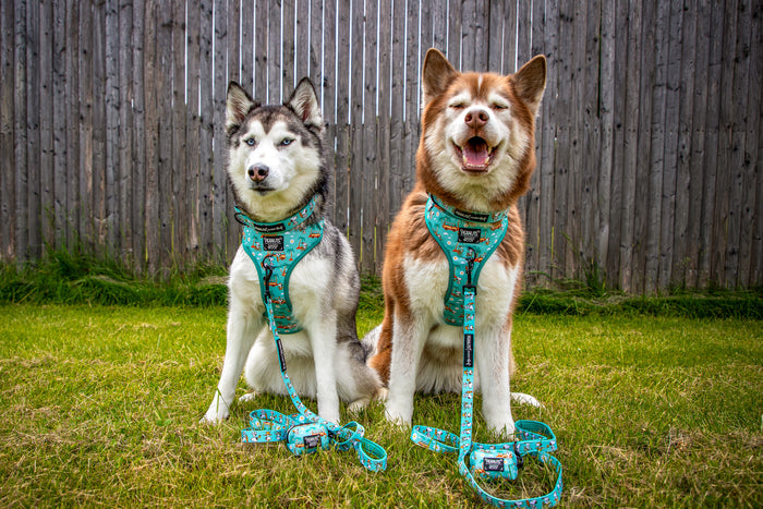INFLUENCER_CONTENT | @LILLY_CLOVER_HUSKY | COLLAR  & HARNESS SIZE: L