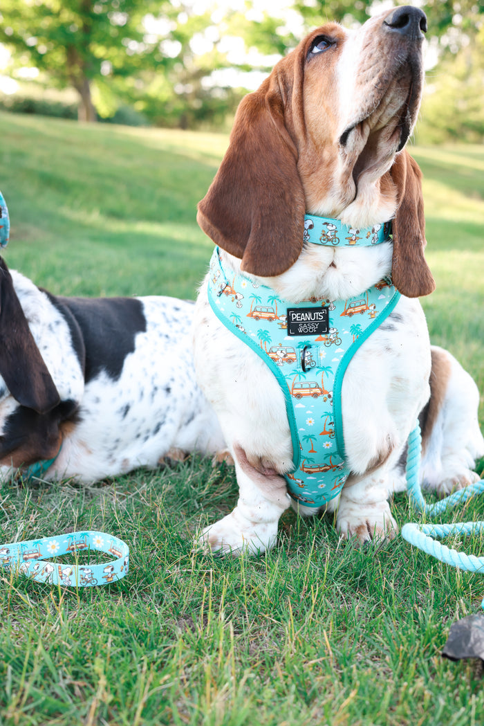 INFLUENCER_CONTENT | @DOLLY_JEAN_THE_BASSET| COLLAR & HARNESS SIZE: L