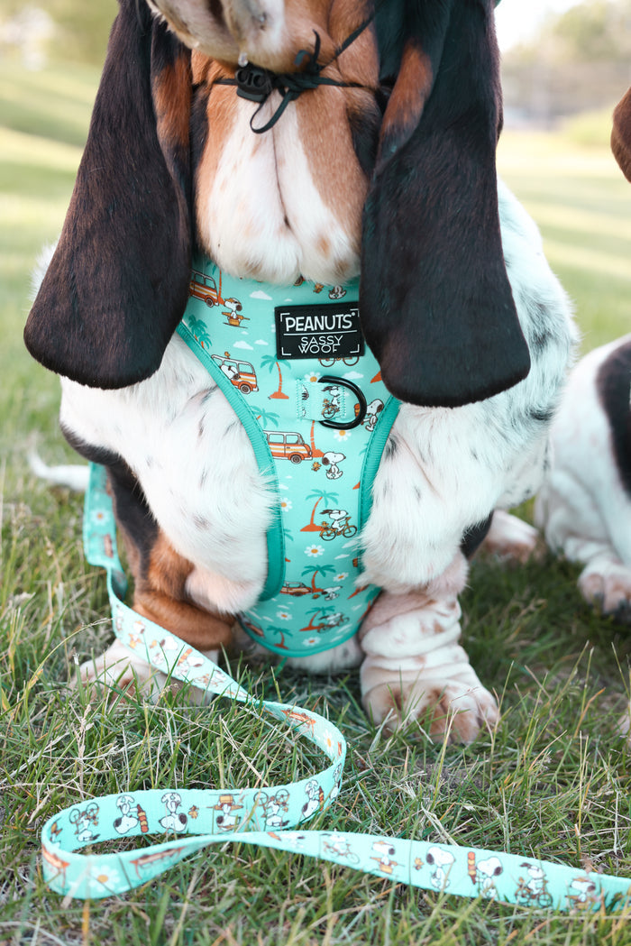 INFLUENCER_CONTENT | @DOLLY_JEAN_THE_BASSET | HARNESS SIZE: L