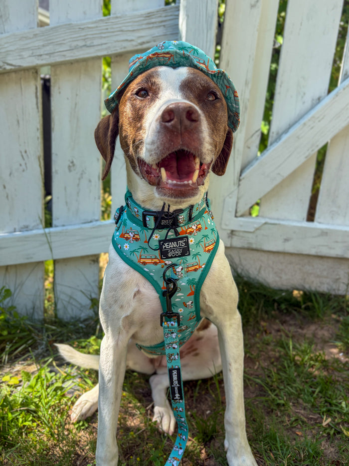 INFLUENCER_CONTENT | @MYGIRLLAYLA | COLLAR SIZE: M & HARNESS SIZE: L