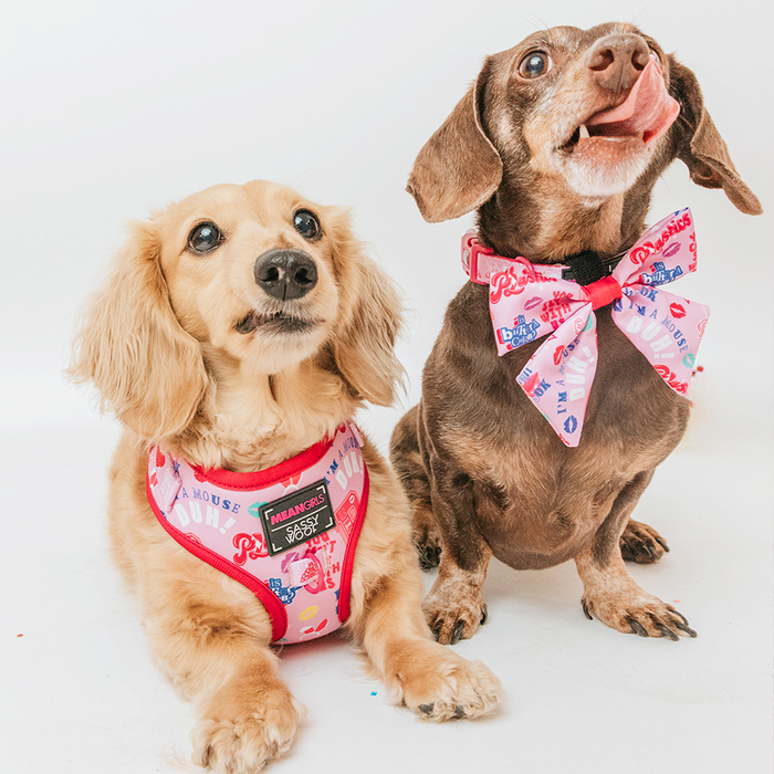 Two dachshunds sit side by side against a white background. One wears the Sassy Woof Dog Collar - Mean Girls™, while the other sports a matching pink bow tie. Both look up, with one licking its lips.