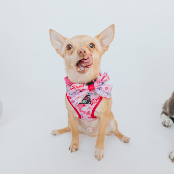 A small tan dog wearing a pink Sassy Woof Dog Collar from the Mean Girls™ collection and a bow sits on a white background, looking at the camera with its tongue curled up to its nose.
