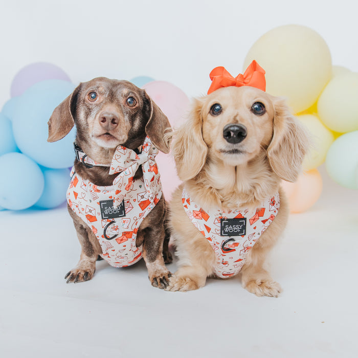 INFLUENCER_CONTENT | @MAYATHEDOX & @WINSTONTHEDOX  | SIZE S