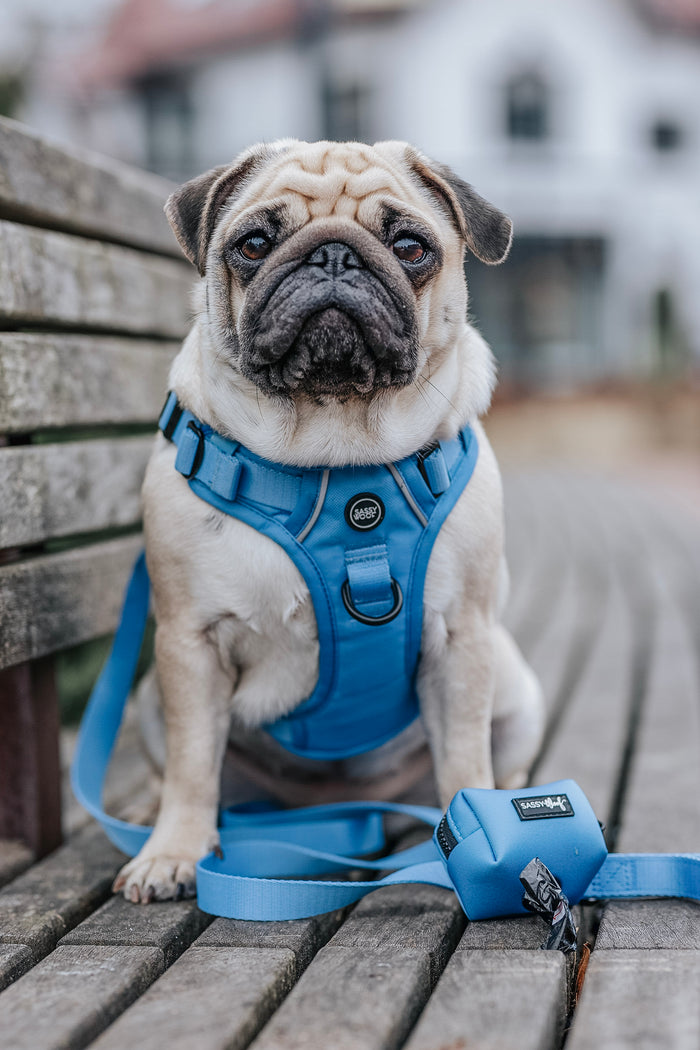 INFLUENCER_CONTENT | @PUGSPACK| SIZE M